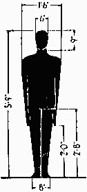 Dimensions of the Human Figure